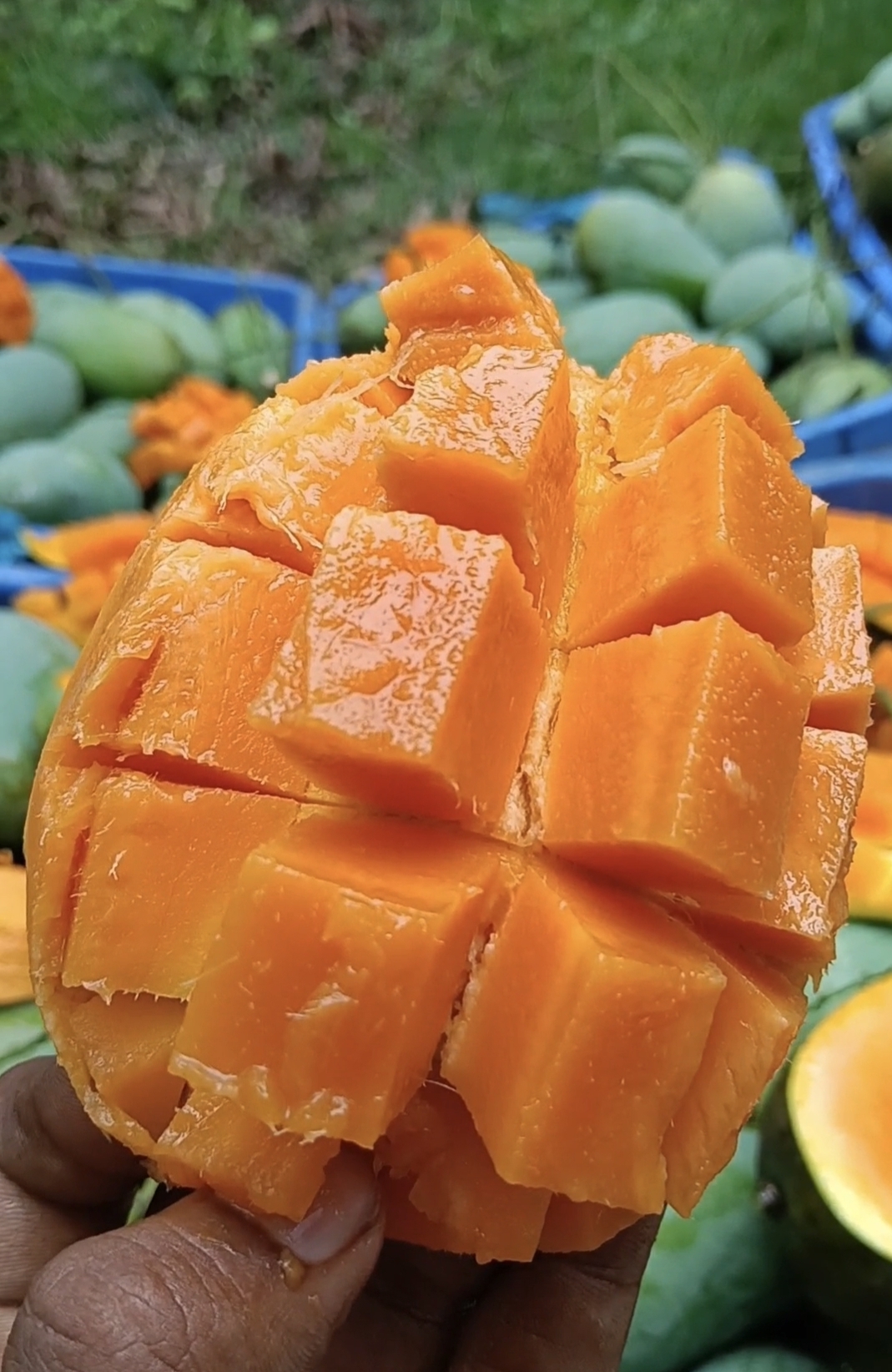 Mango