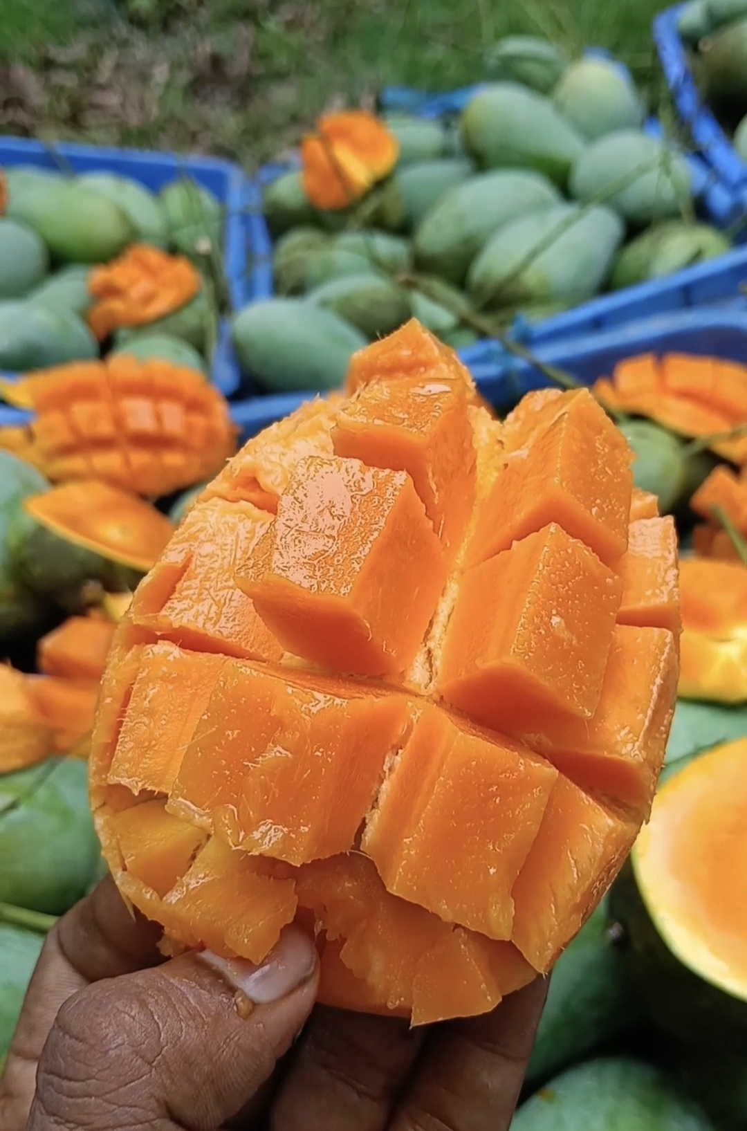 Mango